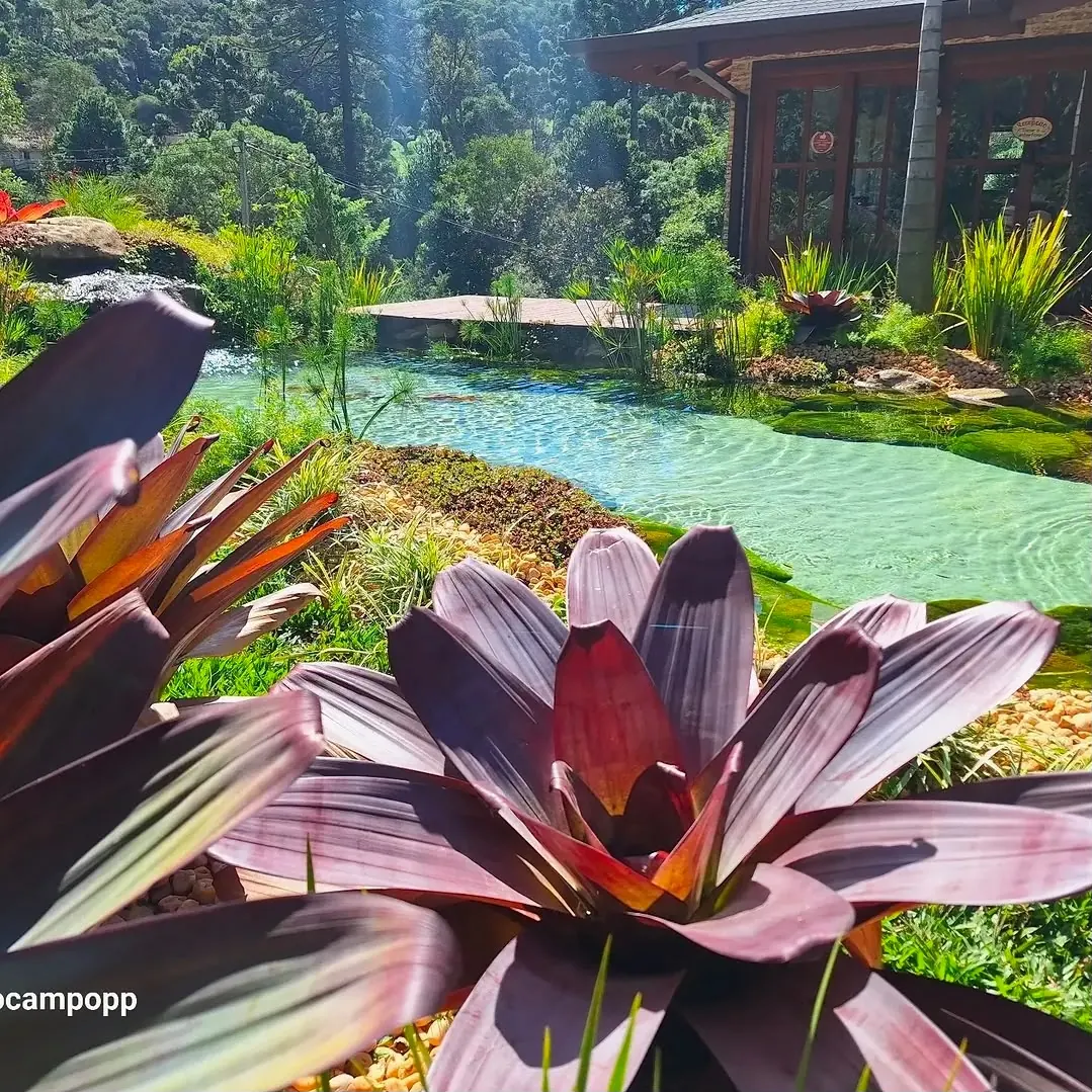 Lago ornamental com bromélias e pedras em jardim de casa com varanda de madeira
